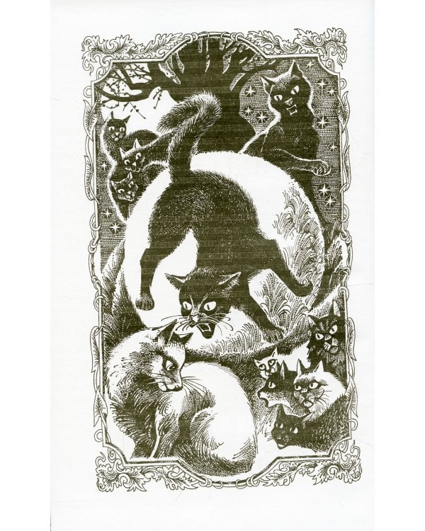 Коты-воители. Восход солнца