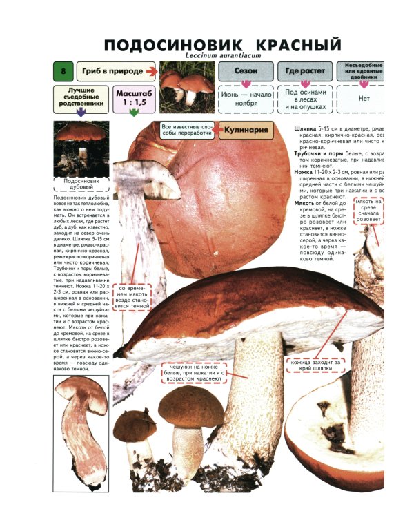 Самые распространенные съедобные грибы: справочник-определитель начинающего грибника. 3-е изд., испр и доп