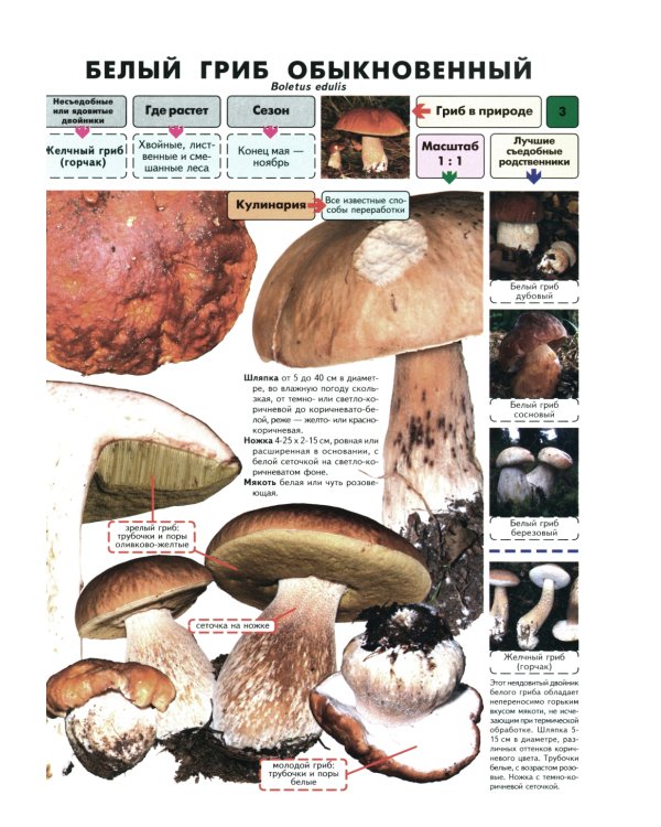 Самые распространенные съедобные грибы: справочник-определитель начинающего грибника. 3-е изд., испр и доп
