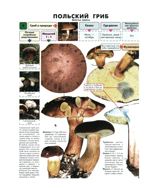 Самые распространенные съедобные грибы: справочник-определитель начинающего грибника. 3-е изд., испр и доп