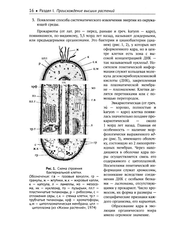 Ботаника: Морфология и анатомия высших растений: Учебник