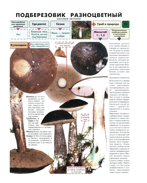 Самые распространенные съедобные грибы: справочник-определитель начинающего грибника. 3-е изд., испр и доп