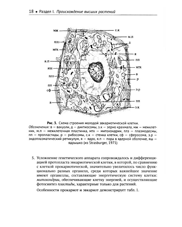Ботаника: Морфология и анатомия высших растений: Учебник