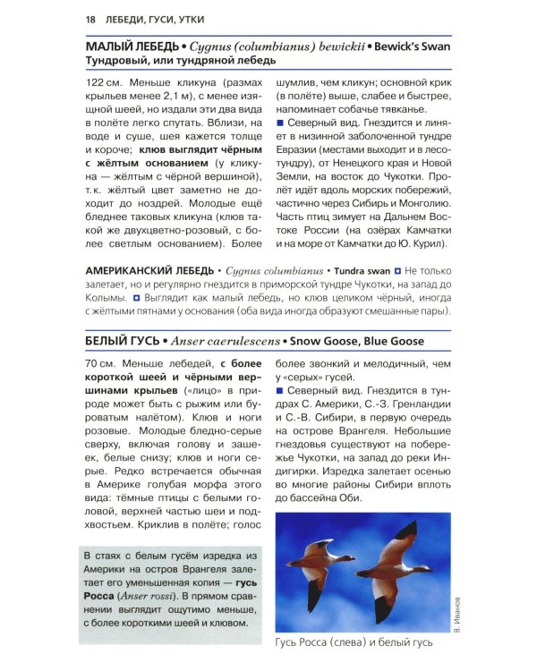Птицы России. Фотоопределитель