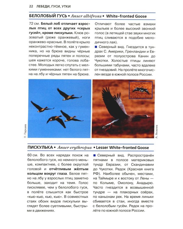 Птицы России. Фотоопределитель