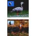 Птицы России. Фотоопределитель