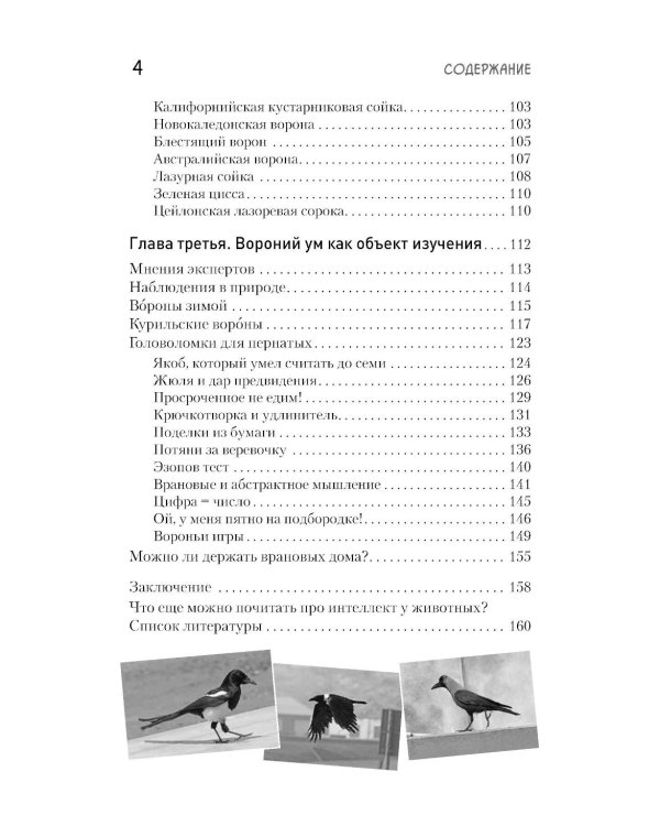 Самые умные птицы на свете. Вороны