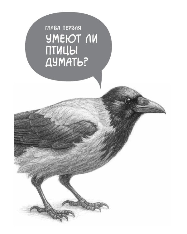 Самые умные птицы на свете. Вороны