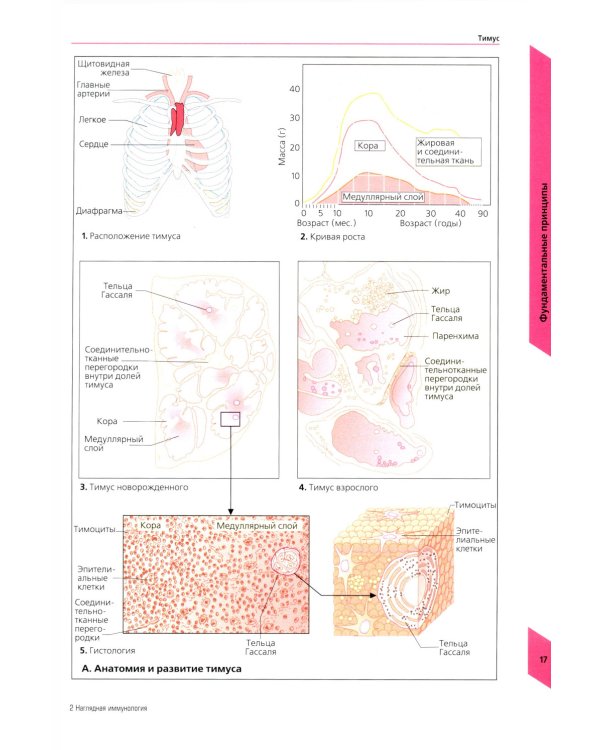 Наглядная иммунология. 8-е изд