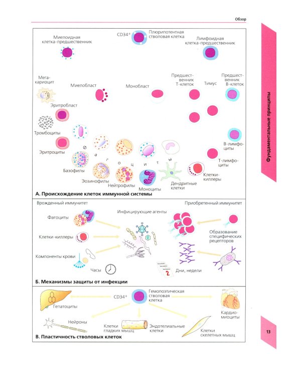 Наглядная иммунология. 8-е изд