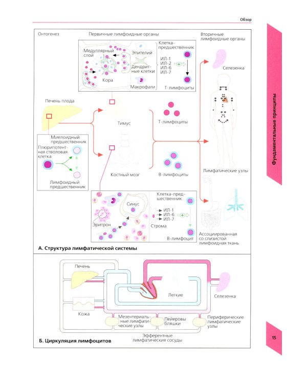 Наглядная иммунология. 8-е изд