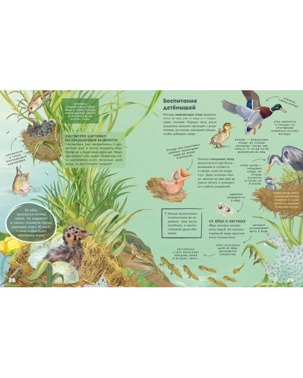 Секреты животных озера. Визуальная энциклопедия