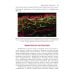 Сосудистые болезни кожи. 2-е изд., перераб. и доп