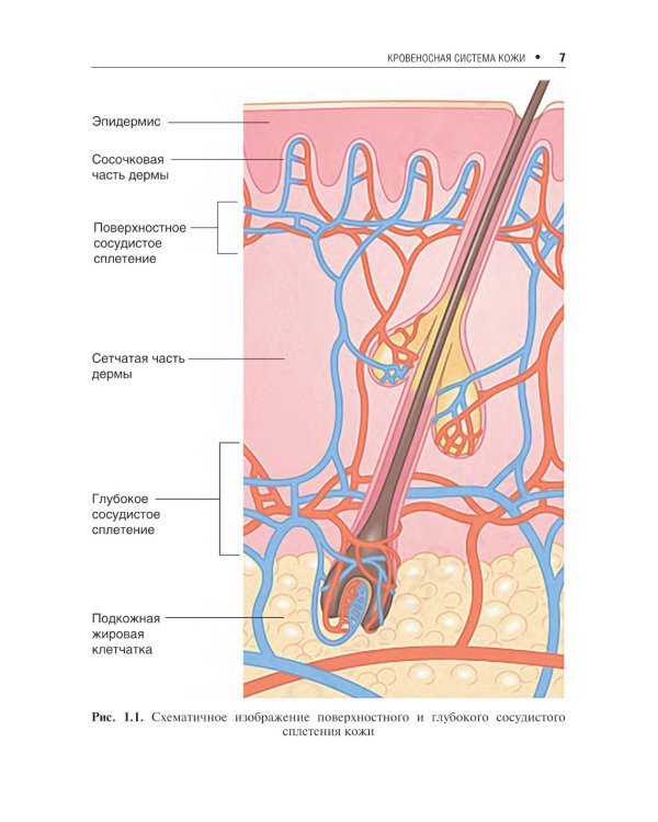 Сосудистые болезни кожи. 2-е изд., перераб. и доп