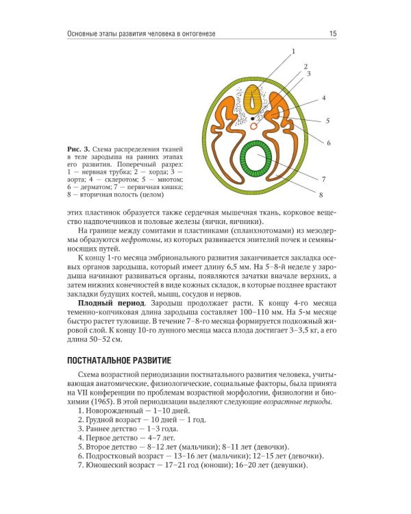 Анатомия человека: учебник для медицинских училищ и колледжей