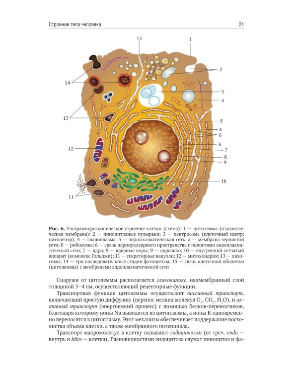 Анатомия человека: учебник для медицинских училищ и колледжей