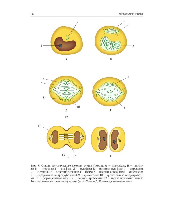 Анатомия человека: учебник для медицинских училищ и колледжей
