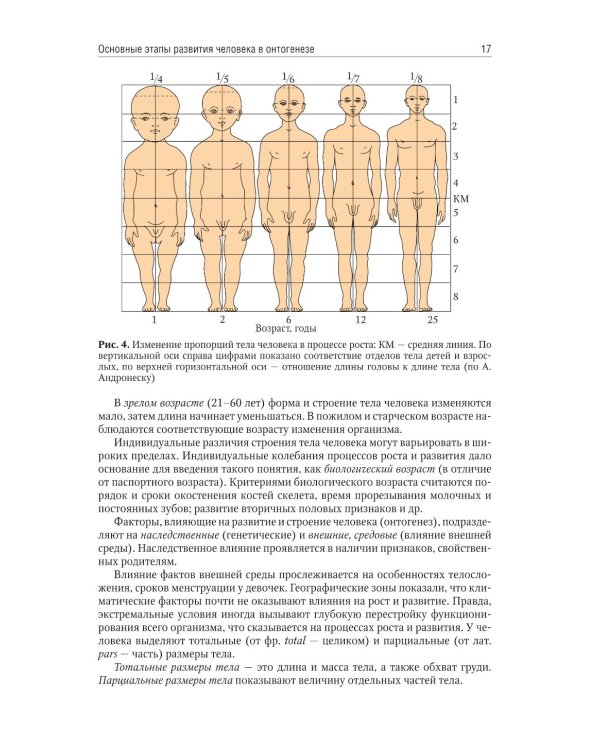 Анатомия человека: учебник для медицинских училищ и колледжей