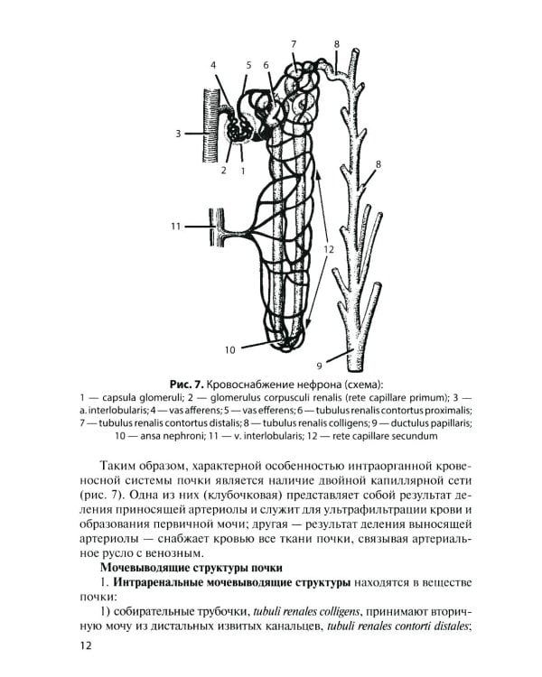 Дополнительное изображение книги «Анатомия органов мочеполовой системы: Учебное пособие. 15-е изд., перераб. и доп»