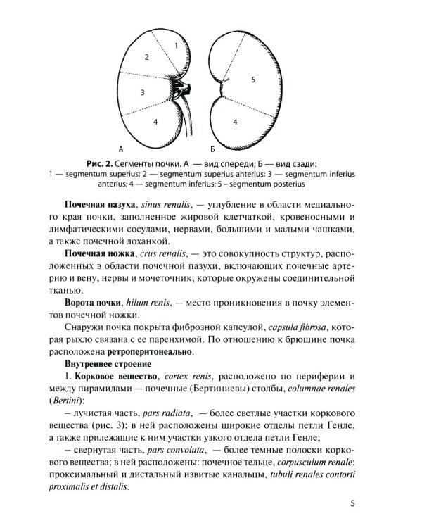 Дополнительное изображение книги «Анатомия органов мочеполовой системы: Учебное пособие. 15-е изд., перераб. и доп»