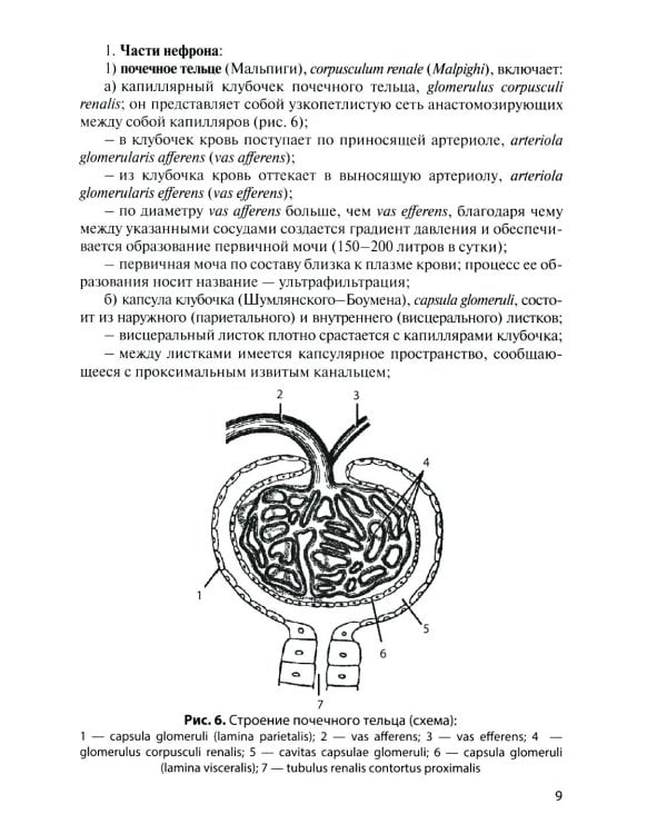 Дополнительное изображение книги «Анатомия органов мочеполовой системы: Учебное пособие. 15-е изд., перераб. и доп»