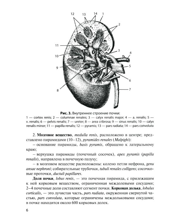 Дополнительное изображение книги «Анатомия органов мочеполовой системы: Учебное пособие. 15-е изд., перераб. и доп»