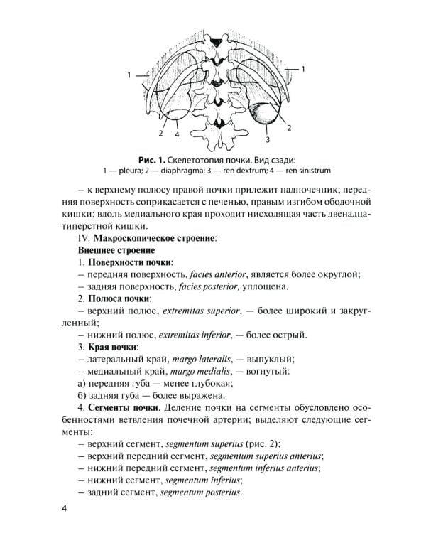 Дополнительное изображение книги «Анатомия органов мочеполовой системы: Учебное пособие. 15-е изд., перераб. и доп»