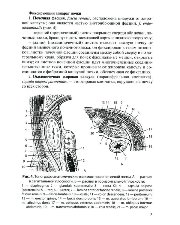 Дополнительное изображение книги «Анатомия органов мочеполовой системы: Учебное пособие. 15-е изд., перераб. и доп»