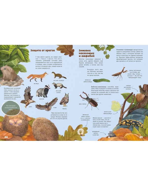 Секреты осеннего леса. Визуальная энциклопедия