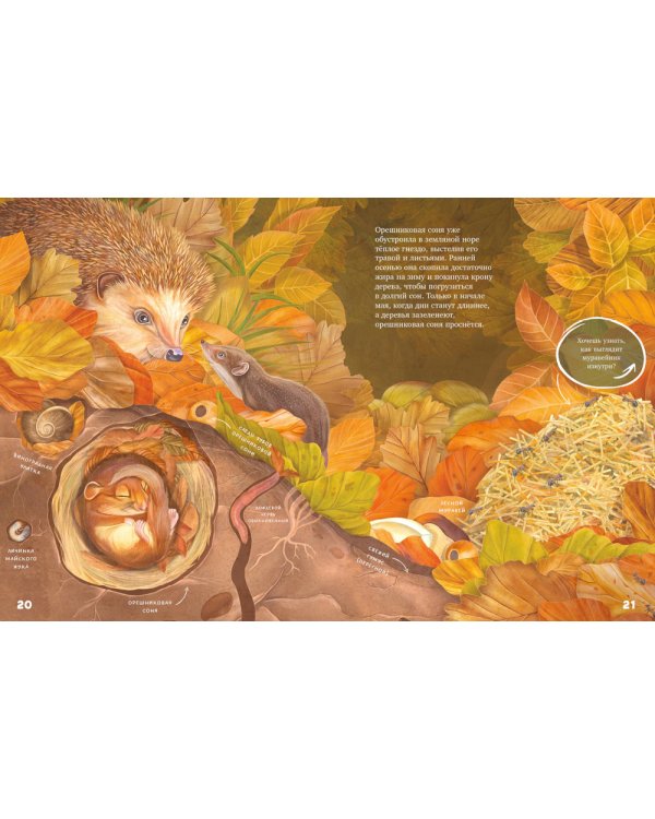 Секреты осеннего леса. Визуальная энциклопедия