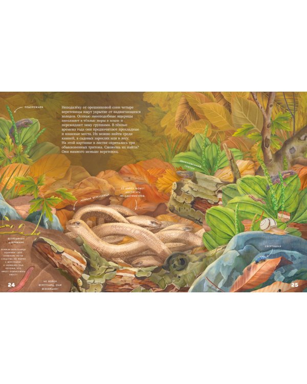 Секреты осеннего леса. Визуальная энциклопедия