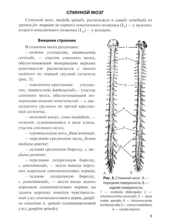 Дополнительное изображение книги «Анатомия центральной нервной системы. Краткий курс: Учебное пособие. 19-е изд., перераб. и доп»