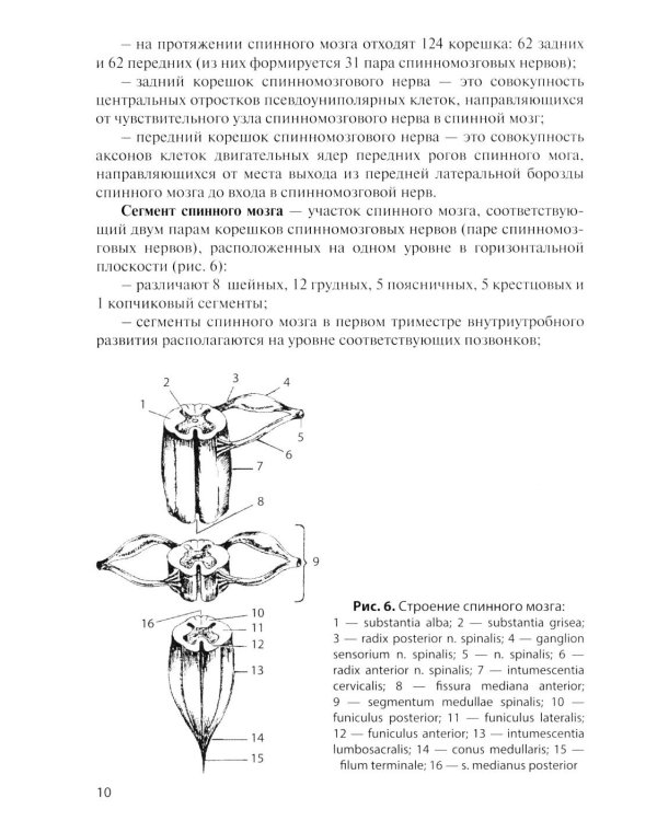 Дополнительное изображение книги «Анатомия центральной нервной системы. Краткий курс: Учебное пособие. 19-е изд., перераб. и доп»