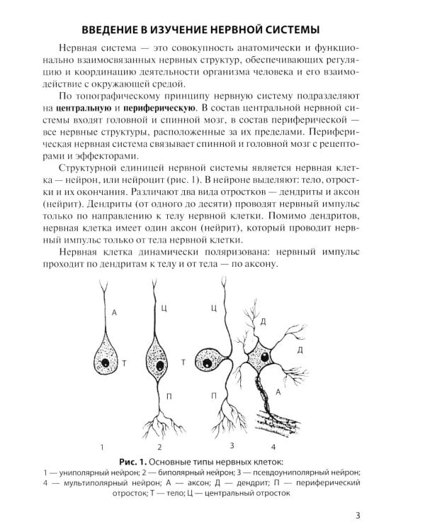 Дополнительное изображение книги «Анатомия центральной нервной системы. Краткий курс: Учебное пособие. 19-е изд., перераб. и доп»