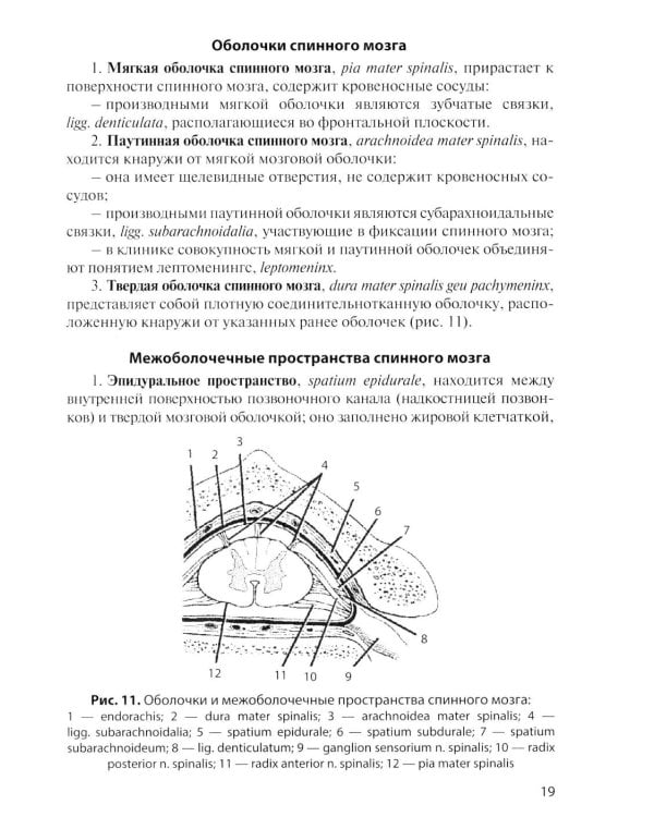 Дополнительное изображение книги «Анатомия центральной нервной системы. Краткий курс: Учебное пособие. 19-е изд., перераб. и доп»