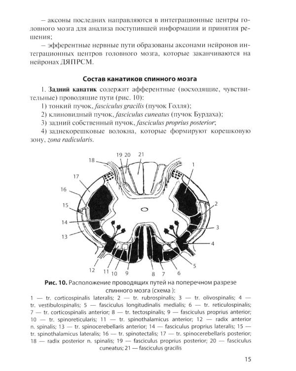 Дополнительное изображение книги «Анатомия центральной нервной системы. Краткий курс: Учебное пособие. 19-е изд., перераб. и доп»