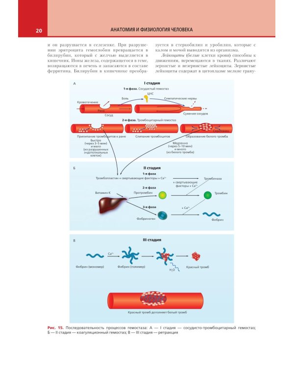 Анатомия и физиология человека: атлас