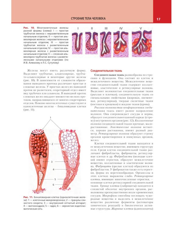 Анатомия и физиология человека: атлас