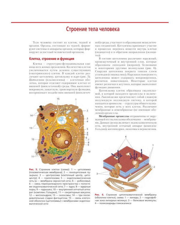 Анатомия и физиология человека: атлас