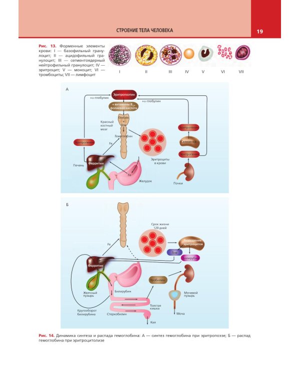 Анатомия и физиология человека: атлас
