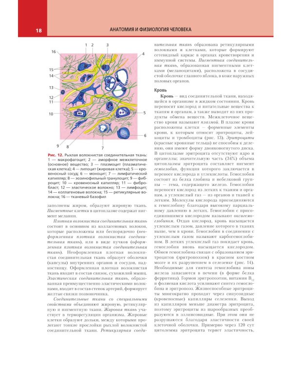 Анатомия и физиология человека: атлас