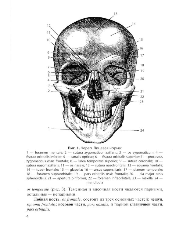 Дополнительное изображение книги «Клиническая анатомия черепа: Учебное пособие. 15-е изд., перераб. и доп»