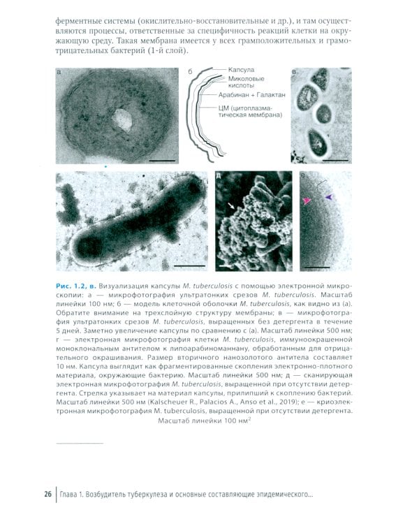 Эпидемиология туберкулеза: руководство для врачей