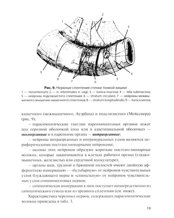 Дополнительное изображение книги «Функциональная анатомия вегетативной нервной системы: Учебное пособие. 4-е изд., перераб. и доп»