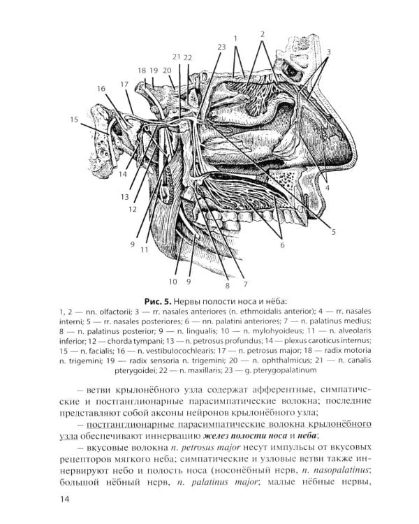 Дополнительное изображение книги «Функциональная анатомия вегетативной нервной системы: Учебное пособие. 4-е изд., перераб. и доп»