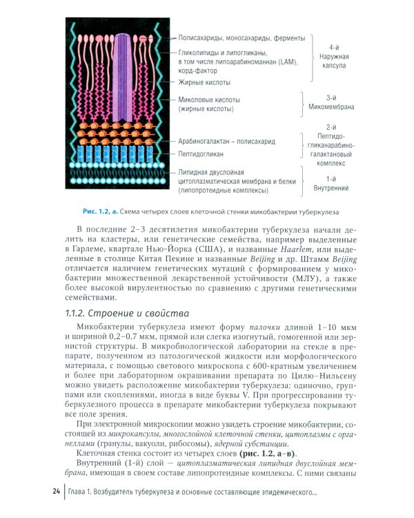 Эпидемиология туберкулеза: руководство для врачей
