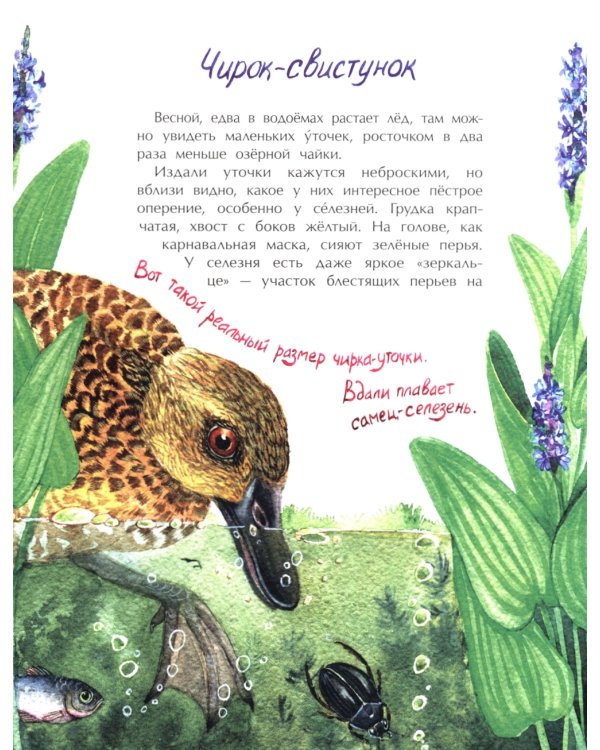 Птички-невелички. Кто на свете меньше всех