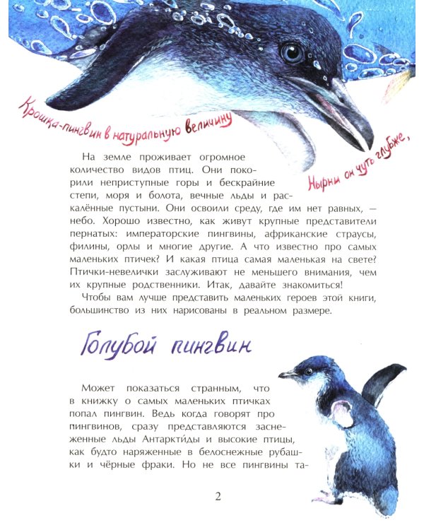 Птички-невелички. Кто на свете меньше всех