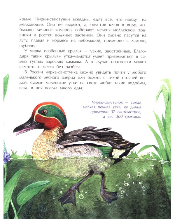 Птички-невелички. Кто на свете меньше всех