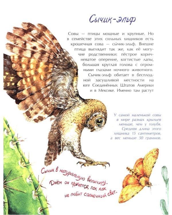 Птички-невелички. Кто на свете меньше всех